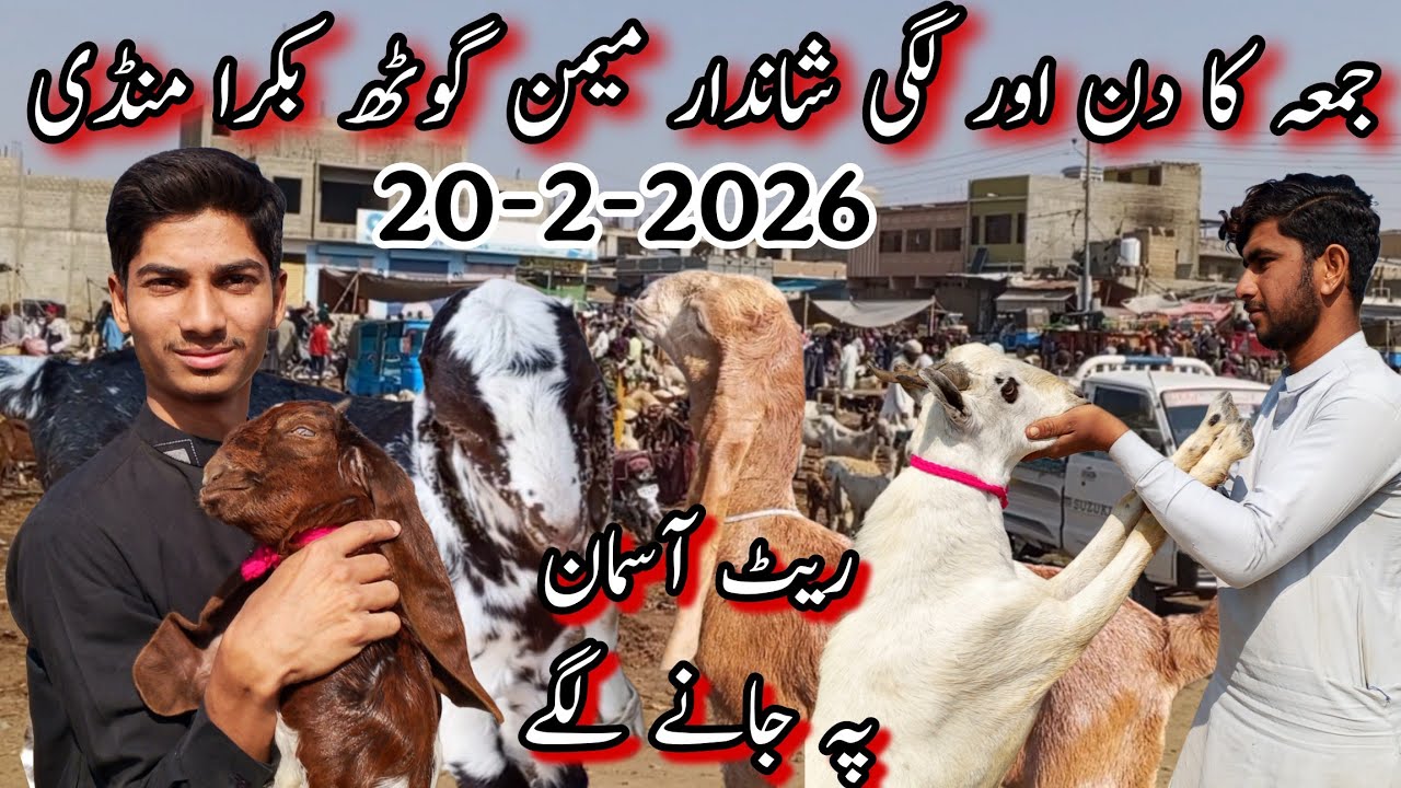 Friday Memon Goth Bakra Mandi Latest Updates🥰 | 20-2-2026 | Rates Updates+Barginng | Qurbani 2026