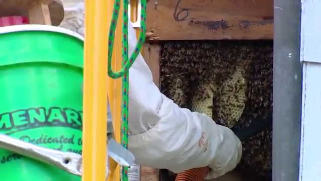 Jay's Chicago Full Episode 1 - Odd Jobs