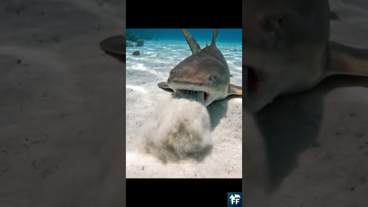 Requin dormeur : aspirateur turbo 🦈