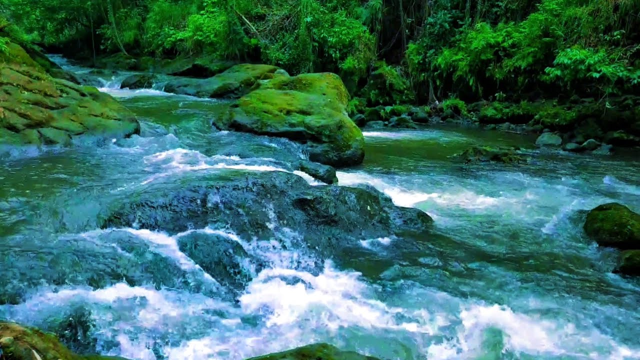 Forest River ASMR | Healing Water Sounds for Anxiety Relief( 1 hours)
