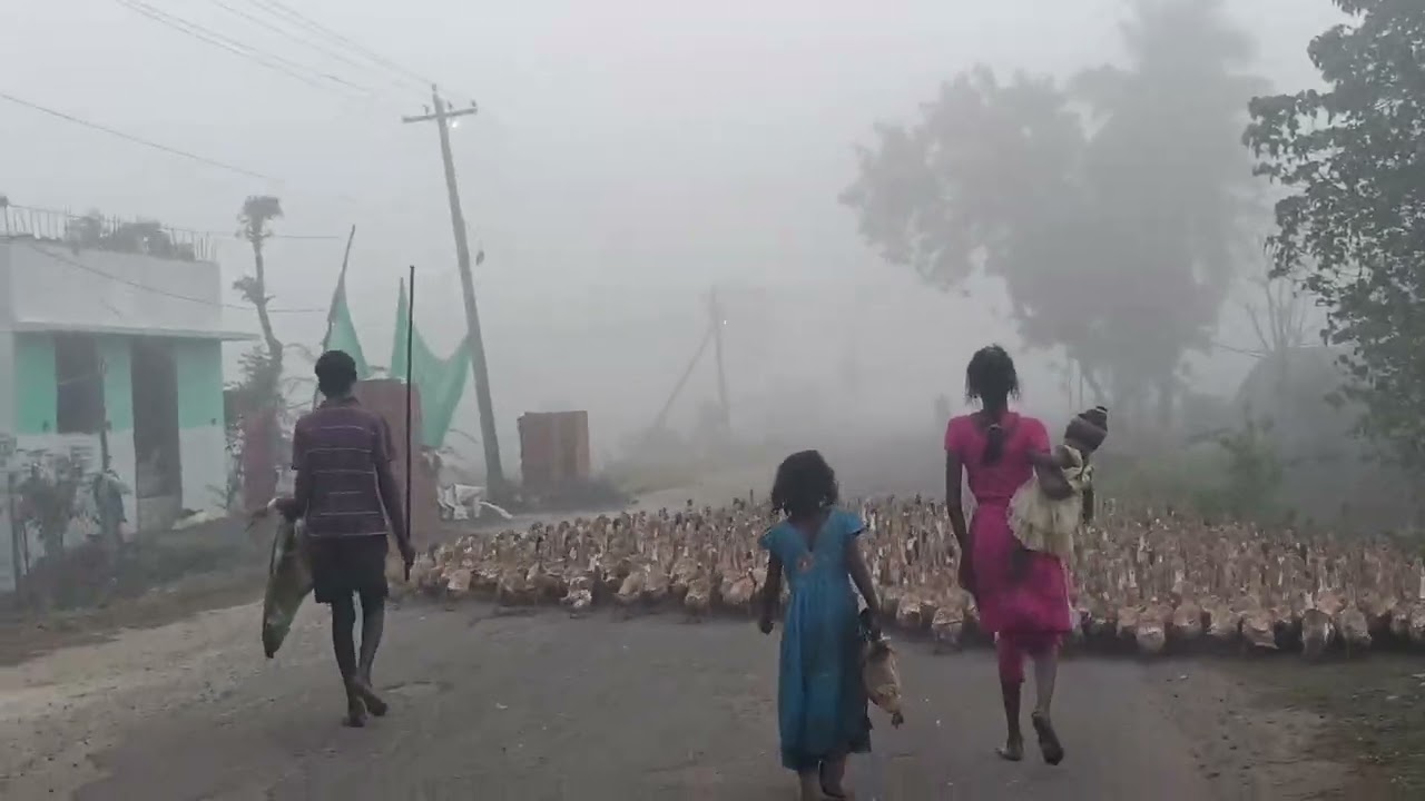 Early morning duck herding in mist...குளிரும் அதிகாலை... துள்ளி குதிக்கும் வாத்து   # duck walk 