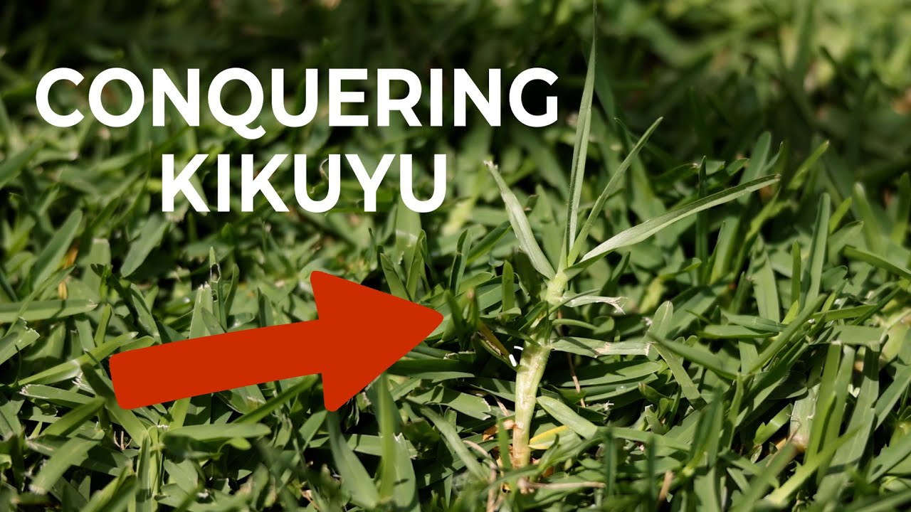 Saved My Buffalo Lawn From Kikuyu Invasion: A Complete Guide to Defeat Kikuyu.