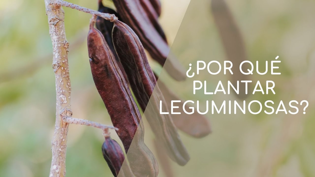 Episodio 31 | Las leguminosas 🧆
