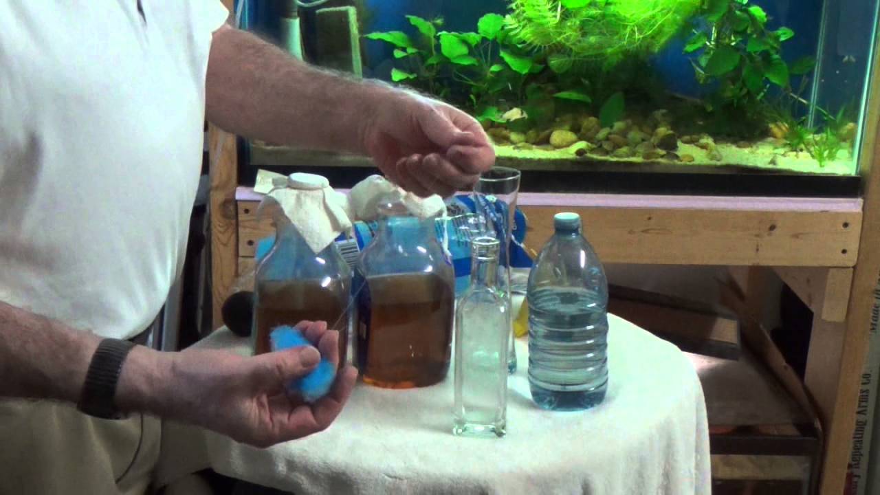 Vinegar Eel Harvesting for your fish. This works.