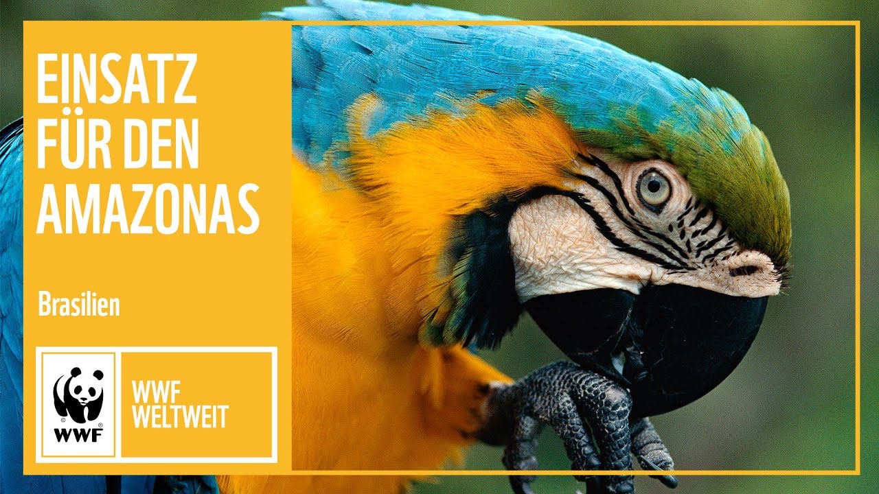 Brasilien: Einsatz f&uuml;r den Amazonas | WWF Weltweit | WWF Deutschland