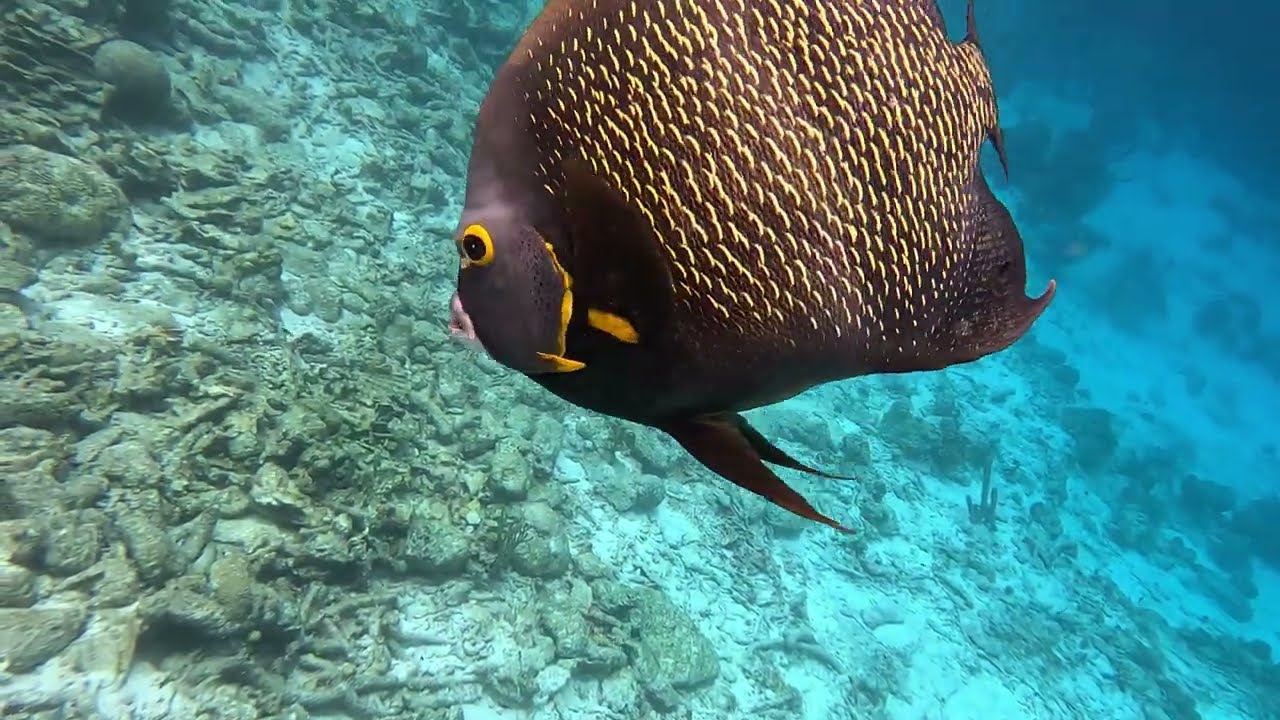 Klein Bonaire Drift Snorkel