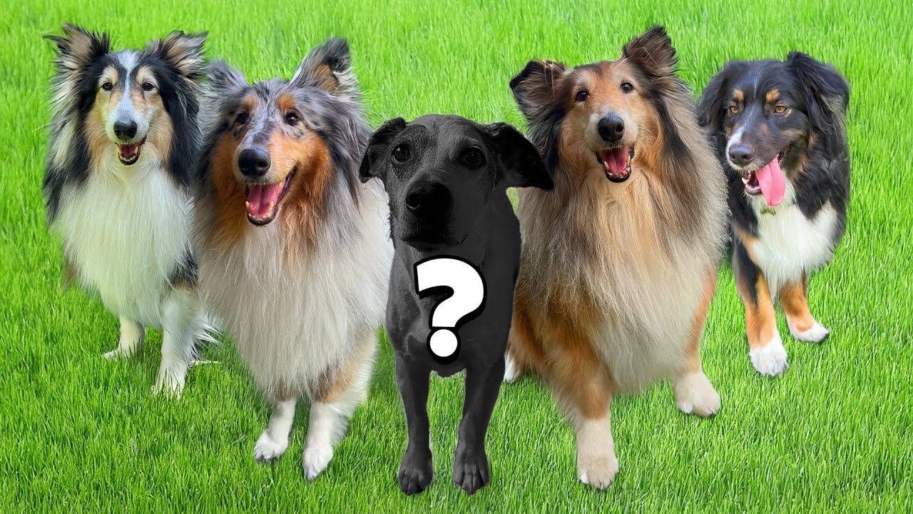 Ho una PENSIONE per CANI in casa 🐶 Dog challenge per 24 ore