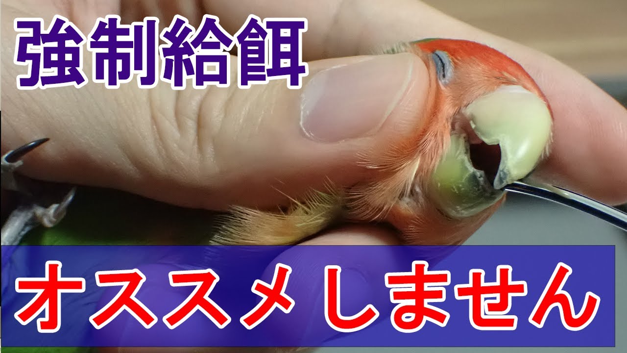 【インコ・オウム】獣医師が教える強制給餌（強制的に餌をあげる）