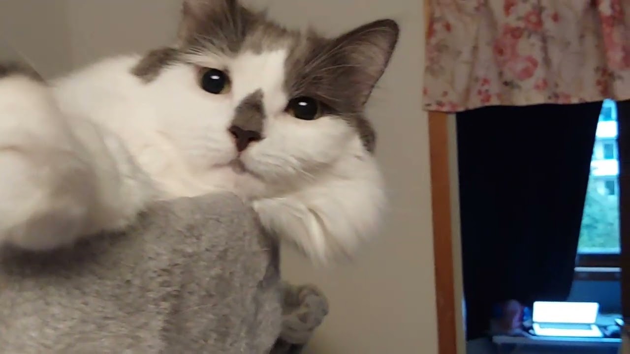 My silly amazing kitties waking up in the morning smiiiiile  #cats #catsmeowing