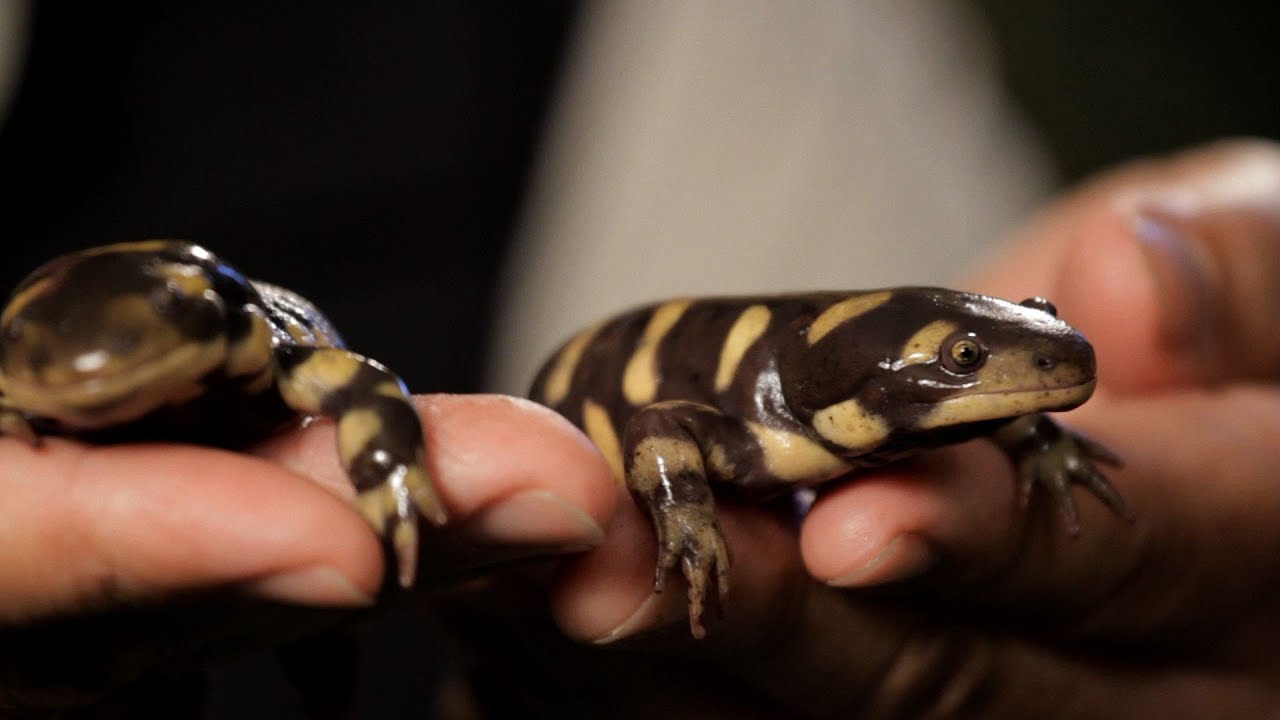 6 Tiger & Fire Salamander Care Tips | Pet Reptiles