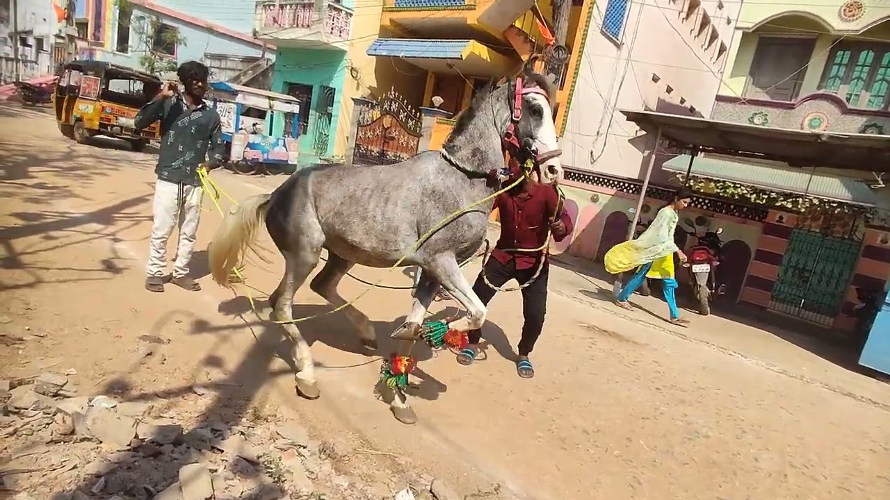 Nellore shakeer horse dance 7095786921💖