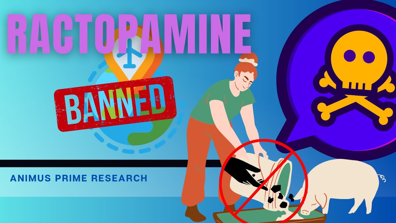 Ractopamine in pigs is dangerous to humans