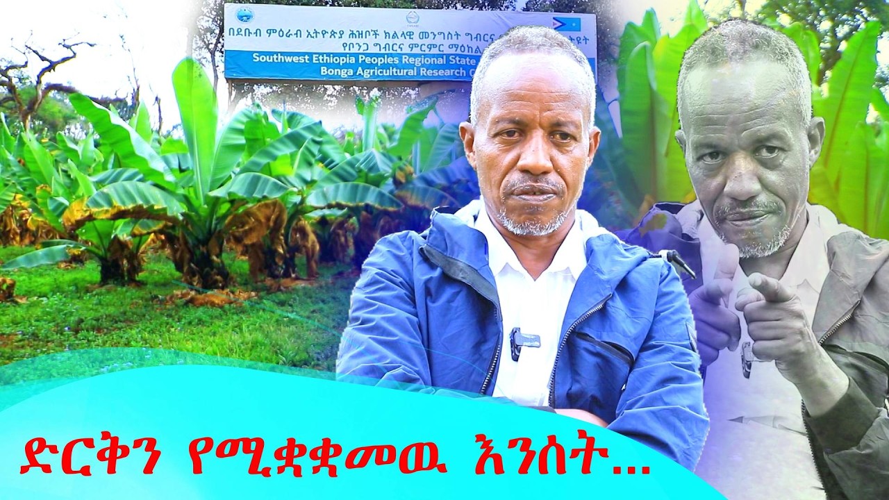 ድርቅን የሚቋቋመዉ የእንሰት ተክል - በደቡብ ም/ኢ/ሕ/ክ/መንግስት የቦንጋ ግብርና ምርምር ማዕከል - | ካፋ ቴሌቪዥን | Kaffa Television |