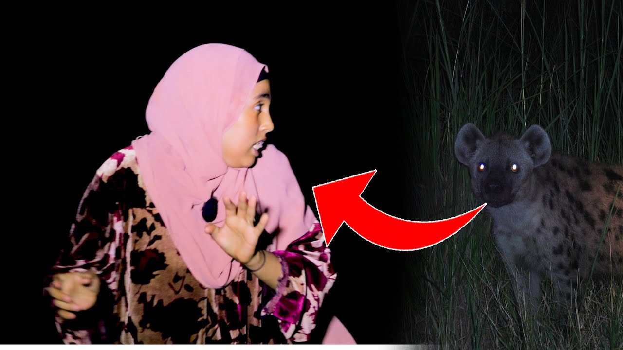 Hargaysa: Waraabe Dhimasho Sababay+nin Waraabihii La Hadlay