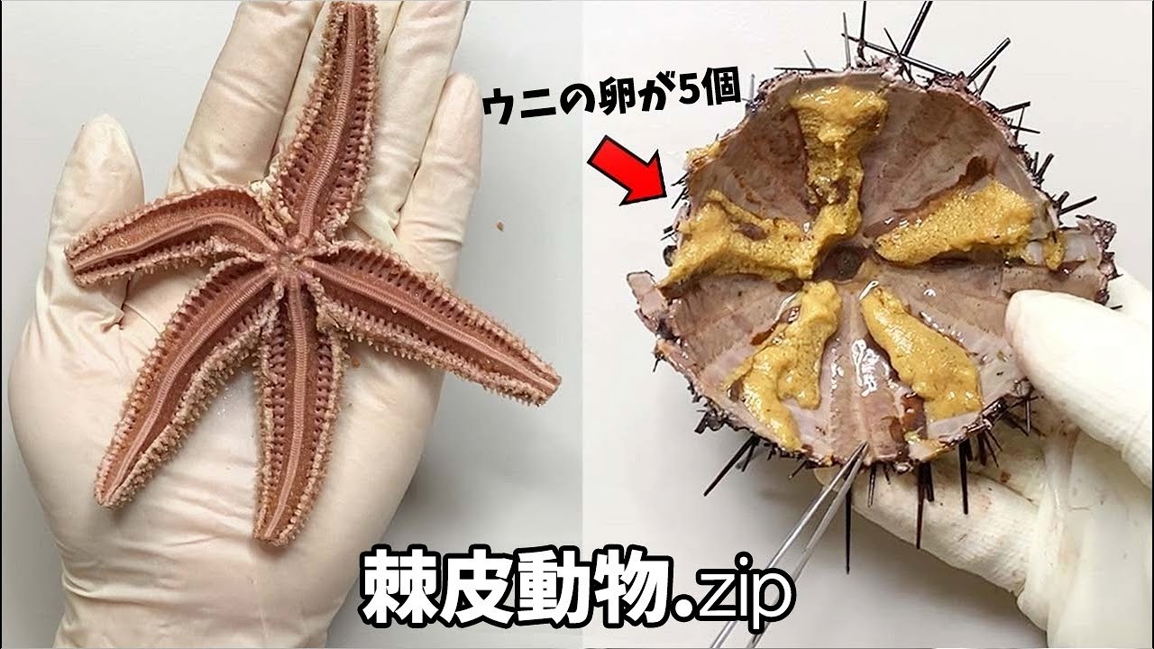 内部が5方向に分かれた生き物たち【棘皮動物の解剖】