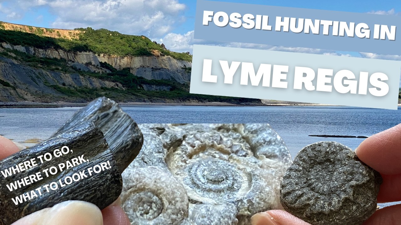 Lyme Regis Fossil Hunting Guide: Where To Go, What To Look For, Where To Park, When To Go! Dorset UK