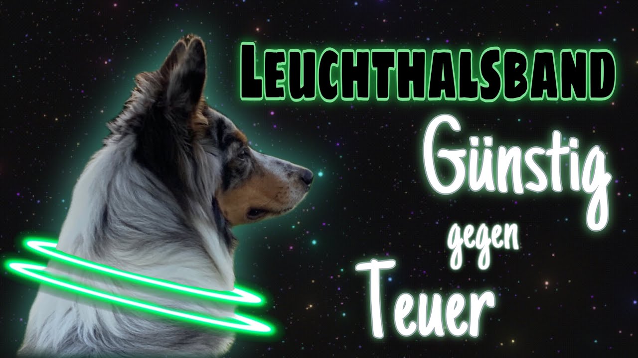 Leuchthalsbänder im Test | Billig VS Teuer | Wer macht das Rennen ???