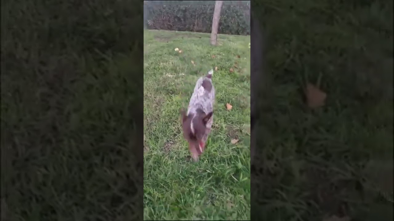 DOG TRAINING |  How to teach your dog to fetch featuring Gizmo.  