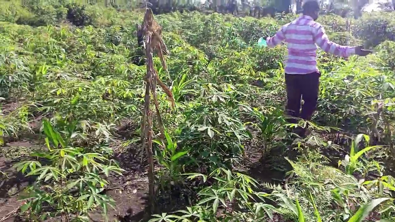PROFITEZ BA HECTARES AGRICOLES 500$ À DISCUTER NA MBANKANA MALUKU KINZONO +243901913341