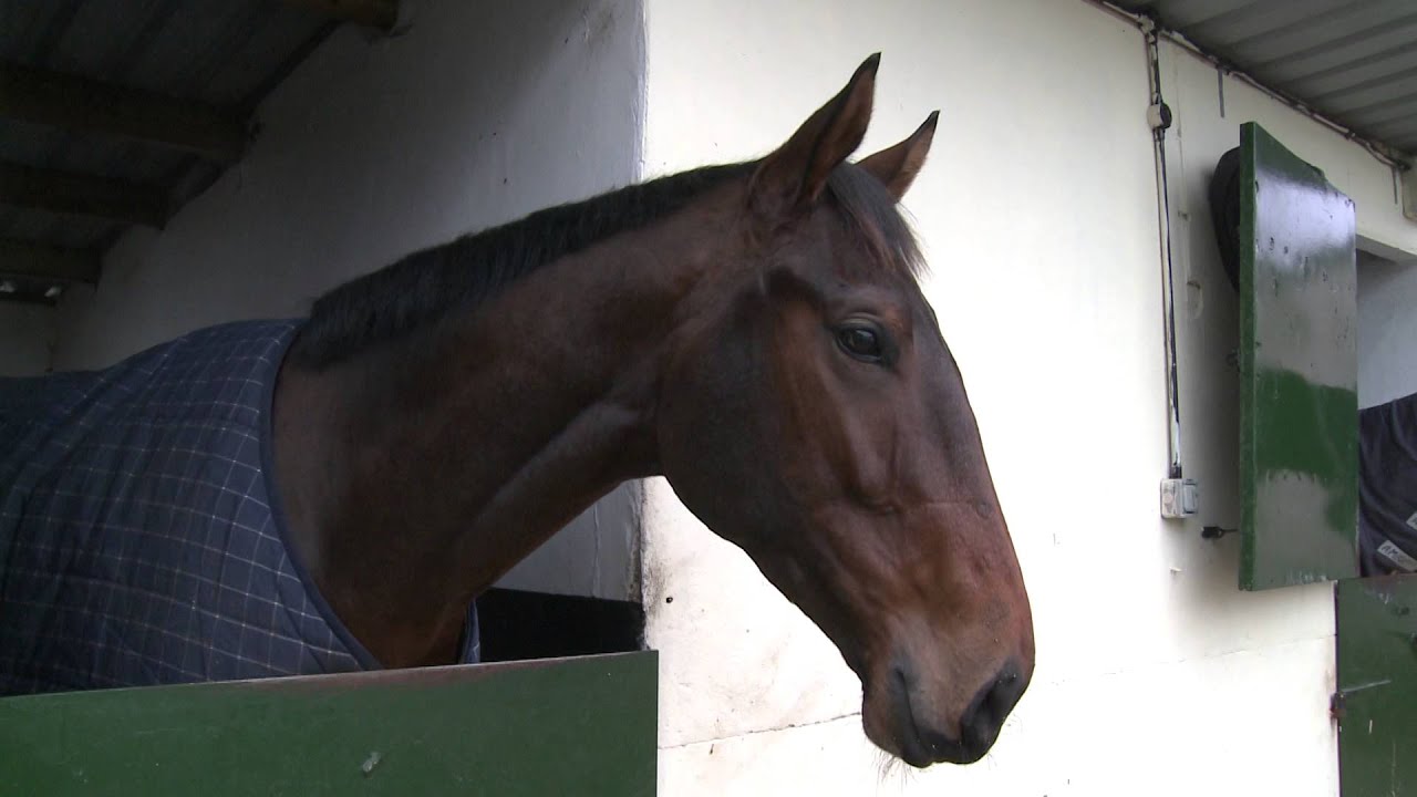 Harry Fry Stable Tour