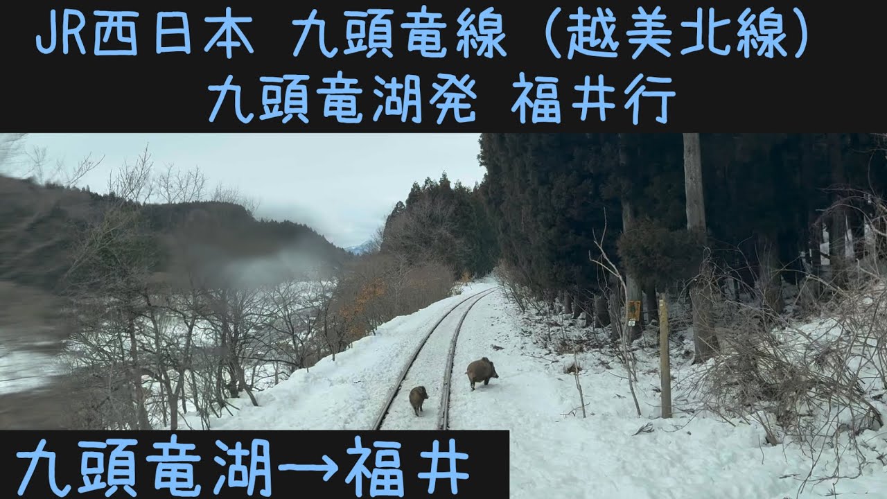 【前面展望⛄️】JR西日本 越美北線（九頭竜線）九頭竜湖→福井【Frontview】JRWest Etsumi North （Kuzuryu）Line  Kuzuryuko→Fukui.