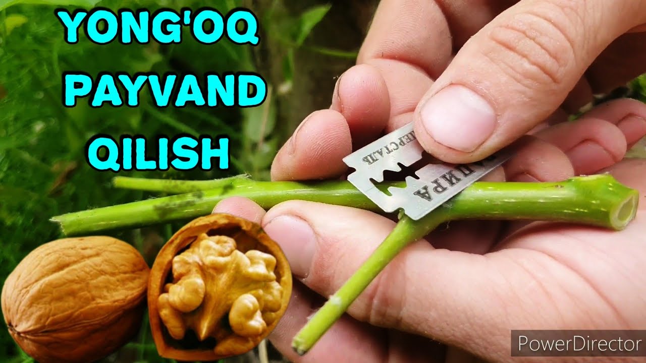 YONG'OQ PAYVAND QILISHNING  AJOYIB USULI