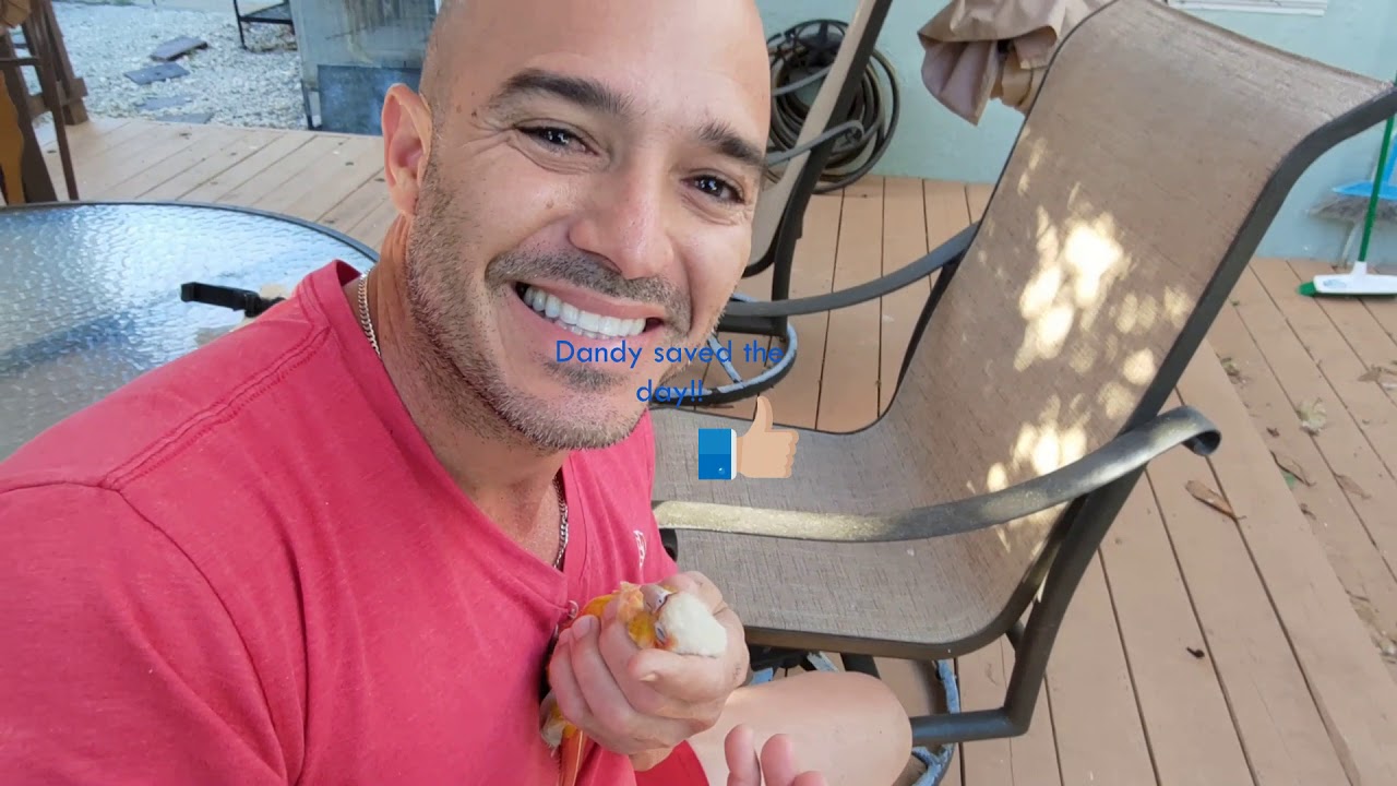 How to remove a stuck egg from a bird, Suncheek
