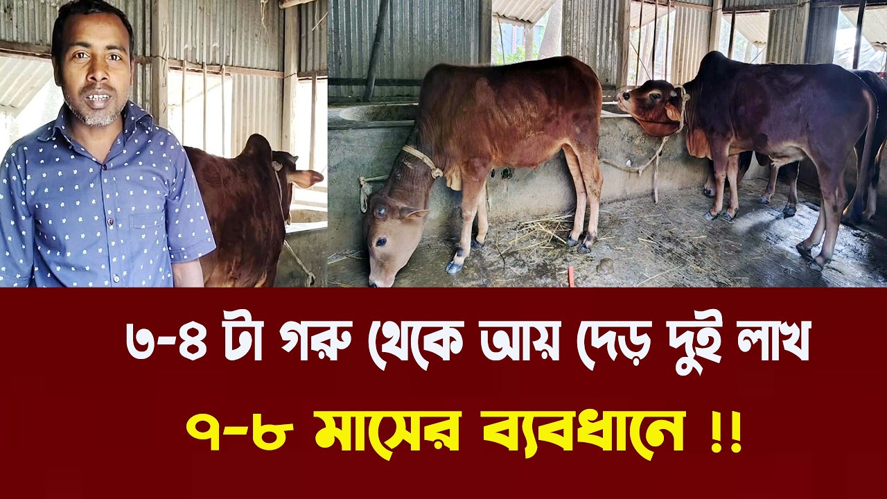 ৭-৮ মাসে ৩-৪ টা গরু থেকে আয় দেড় দুই লাখ টাকা | Goru Palon | Nibir Krishi 