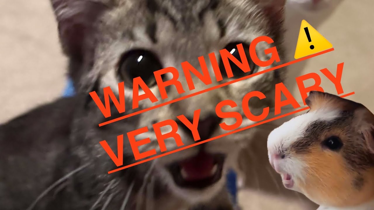 What are your pets biggest fears? (Edit)