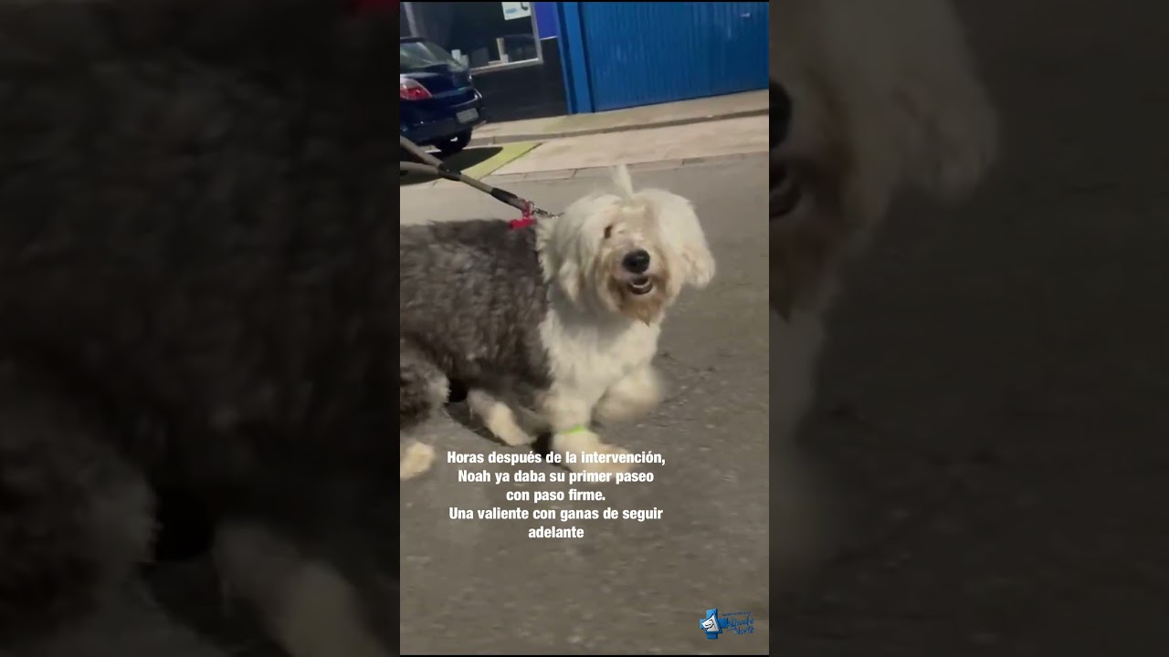 Recuperación de Noah