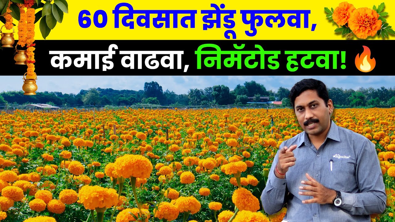 झेंडू लागवड करताय? मग हे चुकवू नका! | Marigold Farming in Maharastra | AgroStar