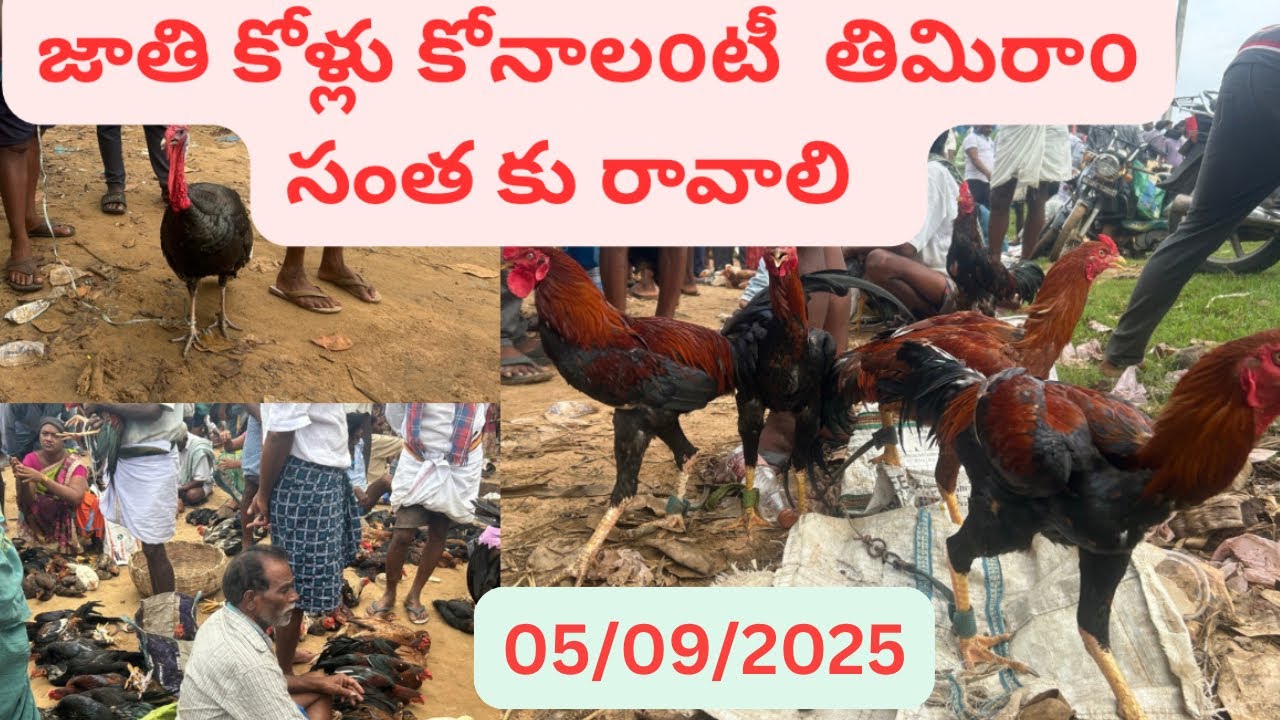 అనకాపల్లి జిల్లా తిమిరాం నాటు కోళ్ళు సంత అని రకాల కోళ్ళు దొరుకుతాయి #hens #natukodi #punju #cow #mp