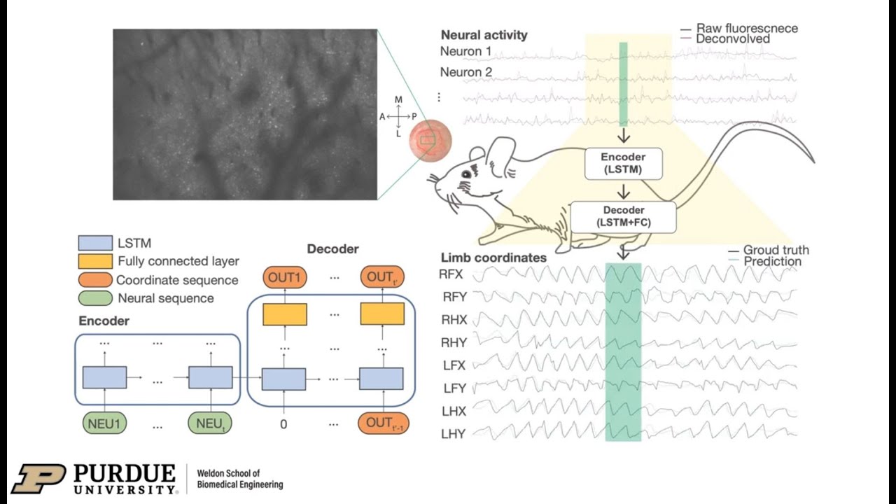 BCI Award 2023 Nomination-Overcoming the Limitation of Low Sampling Rate for Decoding Limb Movements