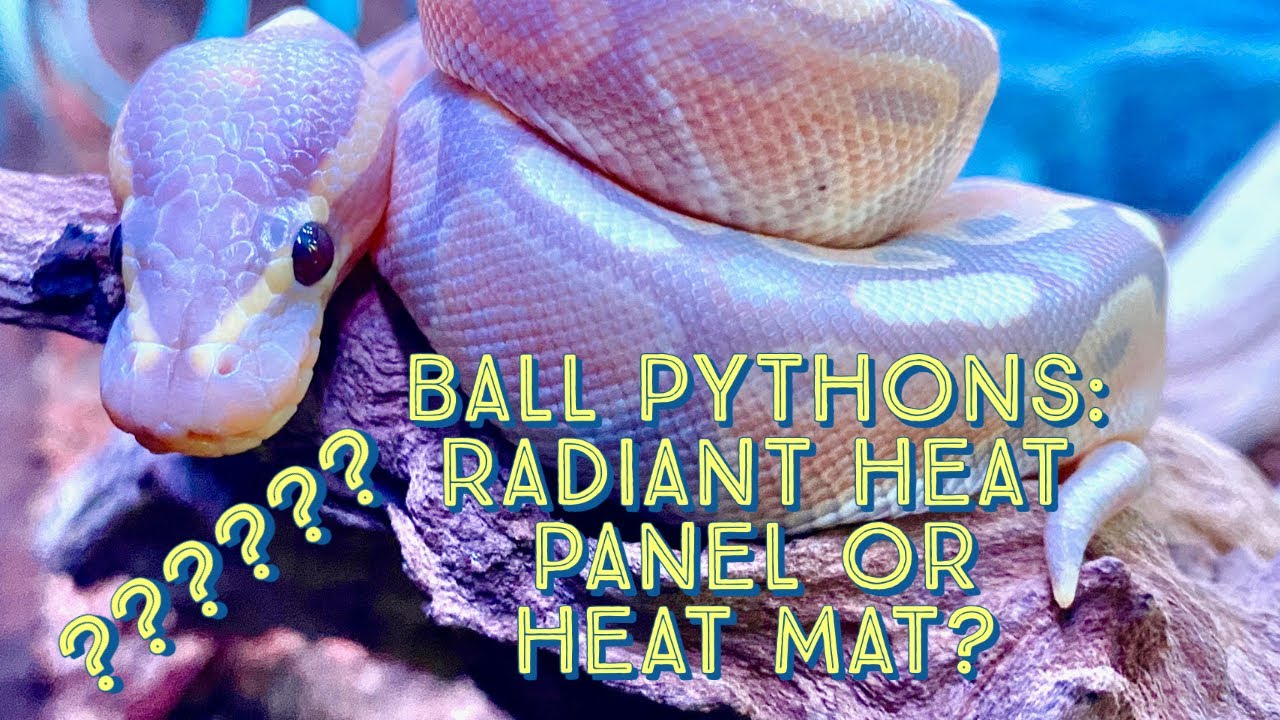 Ball Python Care: Radiant Heat Panel or Heat Mat?? A beginners experience with Ball Python Heating.