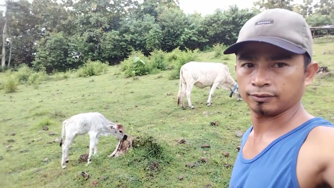SEPERTI BIASA RUTINITAS SETIAP HARI TEMANIN PASUKAN KU SAPI SUPER OPHA MAKAN GAISSS 🐂🐂🐂