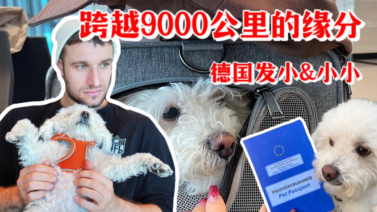 SURPRISING MY GERMAN FRIEND WITH A CHINESE... 跨越9000公里让德国发小和中国流浪狗团聚