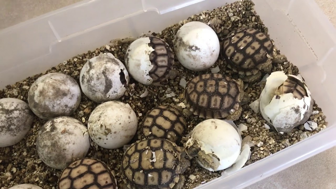 Baby Tortoise Hatching + Checking Tortoise Eggs (Part 2)
