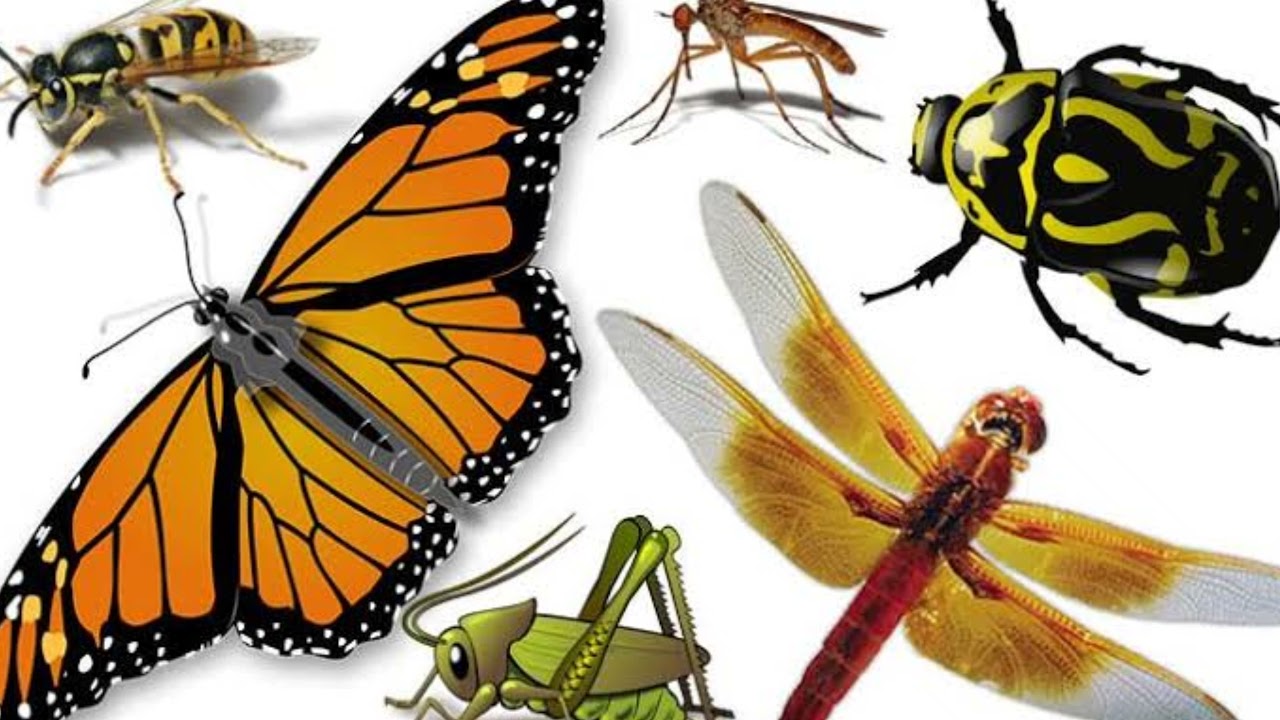 Beneficial Arthropods and Microorganisms -What is Arthropods?