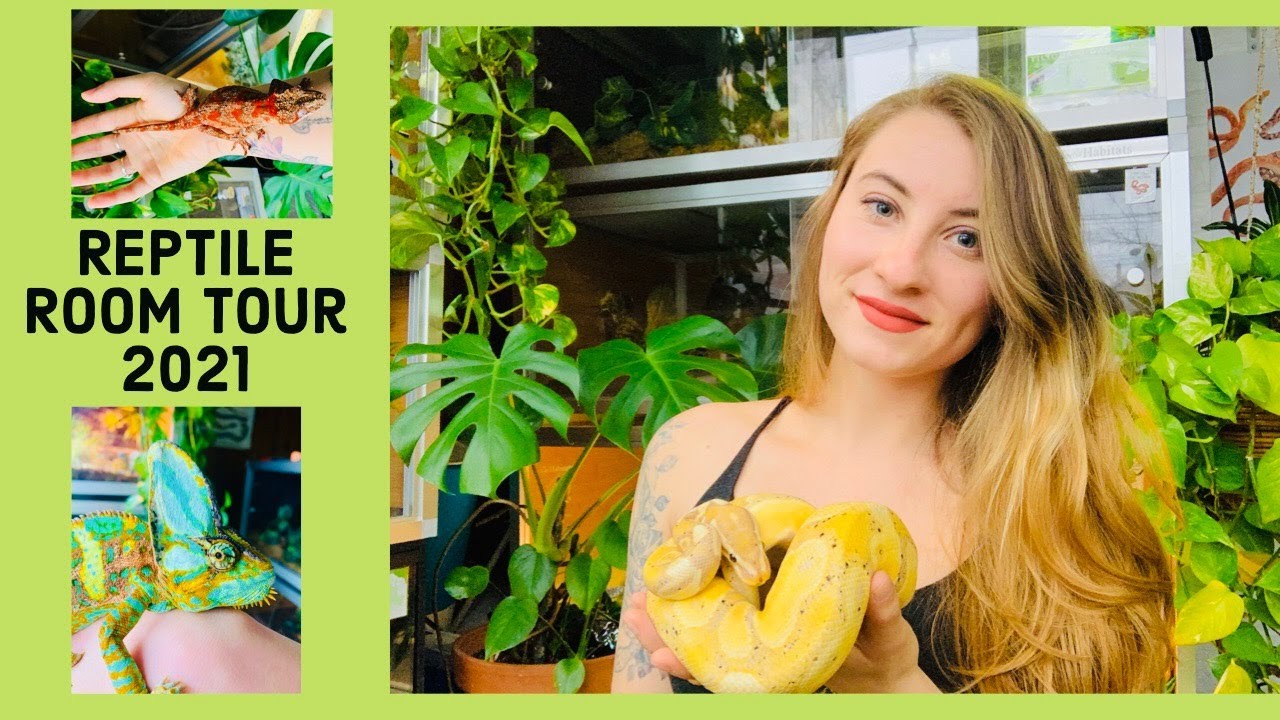Reptile Room Tour January 2021!