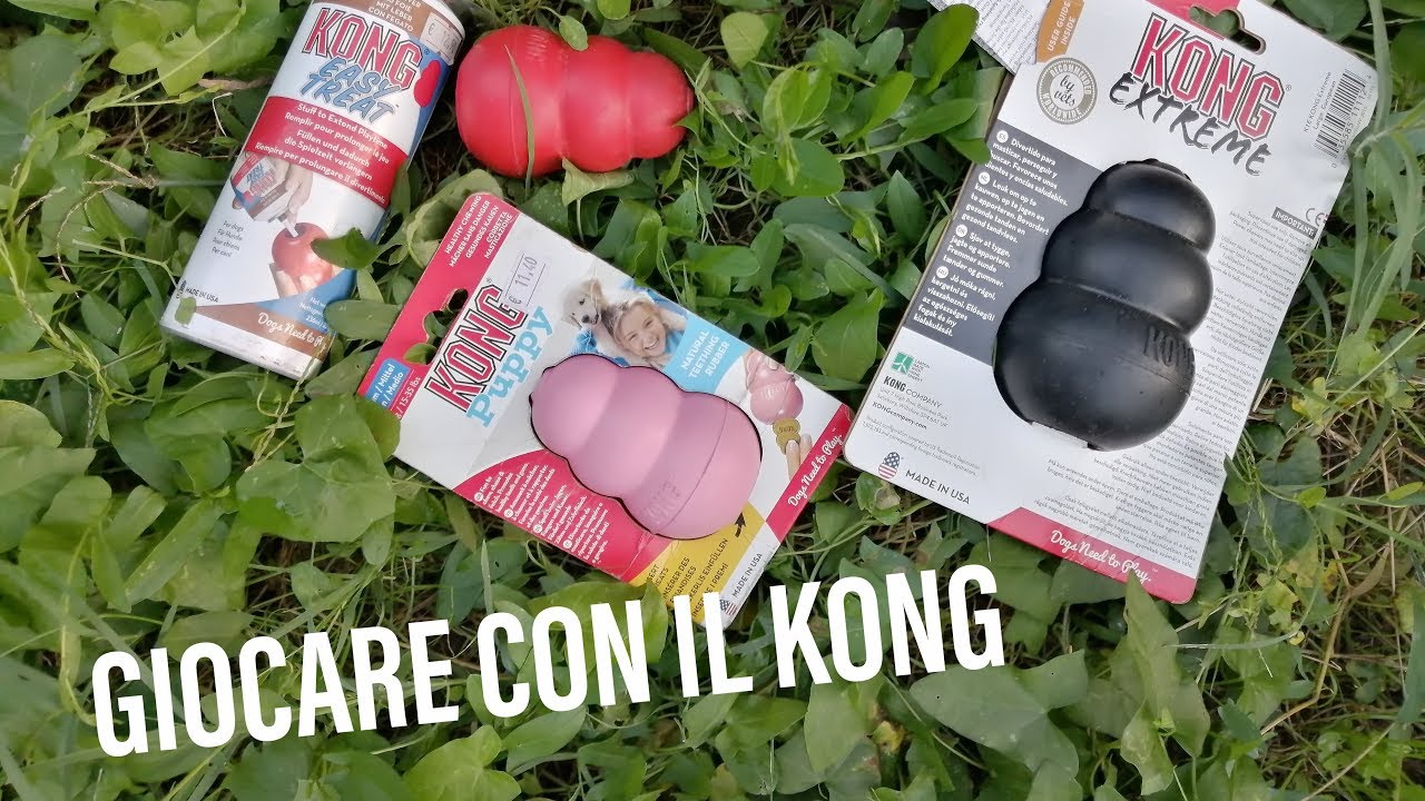 Giocare con il Kong con il cane