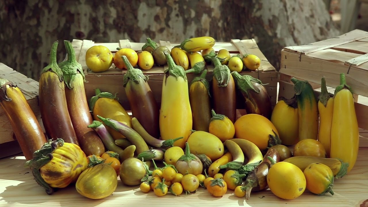 aubergine PULAAR