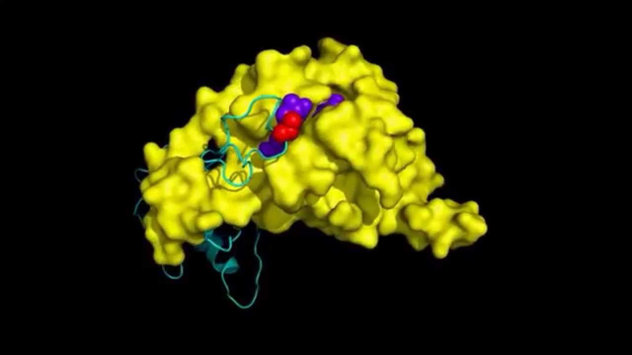 PNAS : Rationally designed fluorogenic protease reporter visualizes spatiotemporal dynamics...
