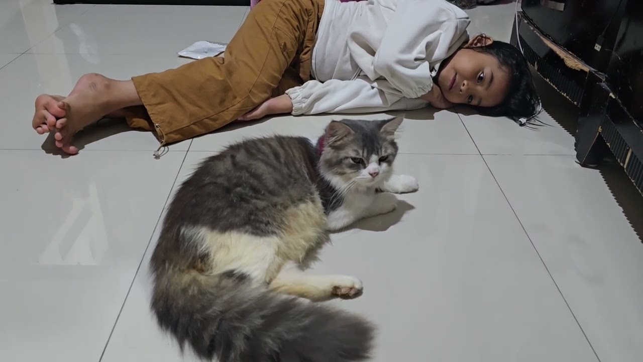Abu sdh besar #kucing #kucinglucu 