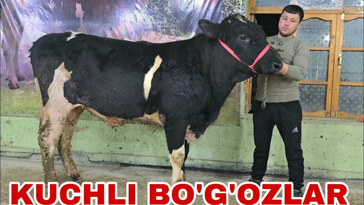 Xalq arzonchisi Shamshodjon ukamizdan yangi partiya bo'g'oz chorniy pyostralar va buqalar 19 2 26 г.
