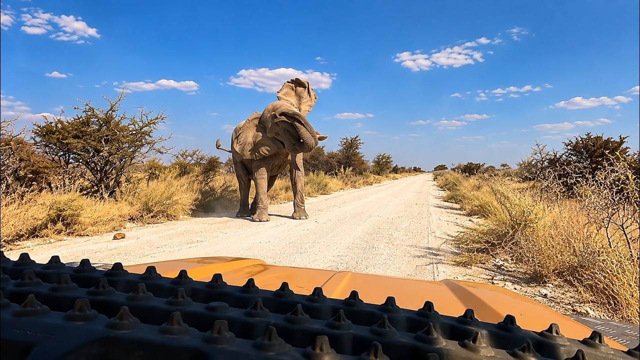 Elephant Charges Car and Forces Driver to Reverse