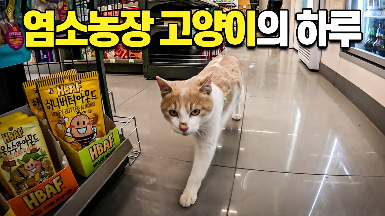 염소농장 쥐잡이 고양이의 시골 편의점 나들이 ep52