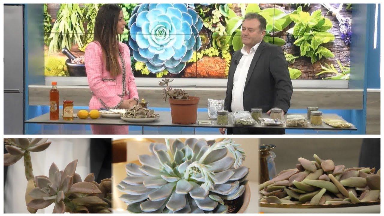 Këtë bimë e gjeni kudo! Ilaç përmbi 30 sëmundje, Ylli Merja: Ja si t'a përdorni