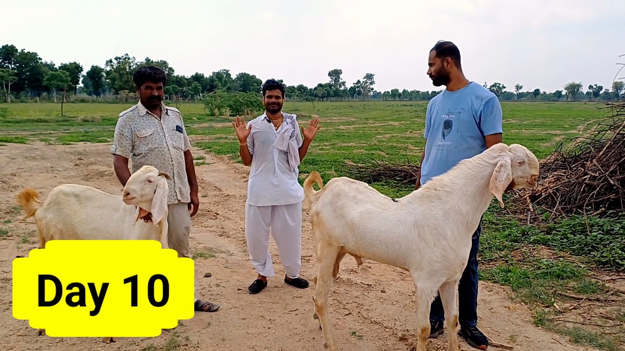 सोजत बकरा 44 की हाईट का ओरिजनल सोजत बकरा | sojat bakra | Goatfarm | Sojat bakriya |