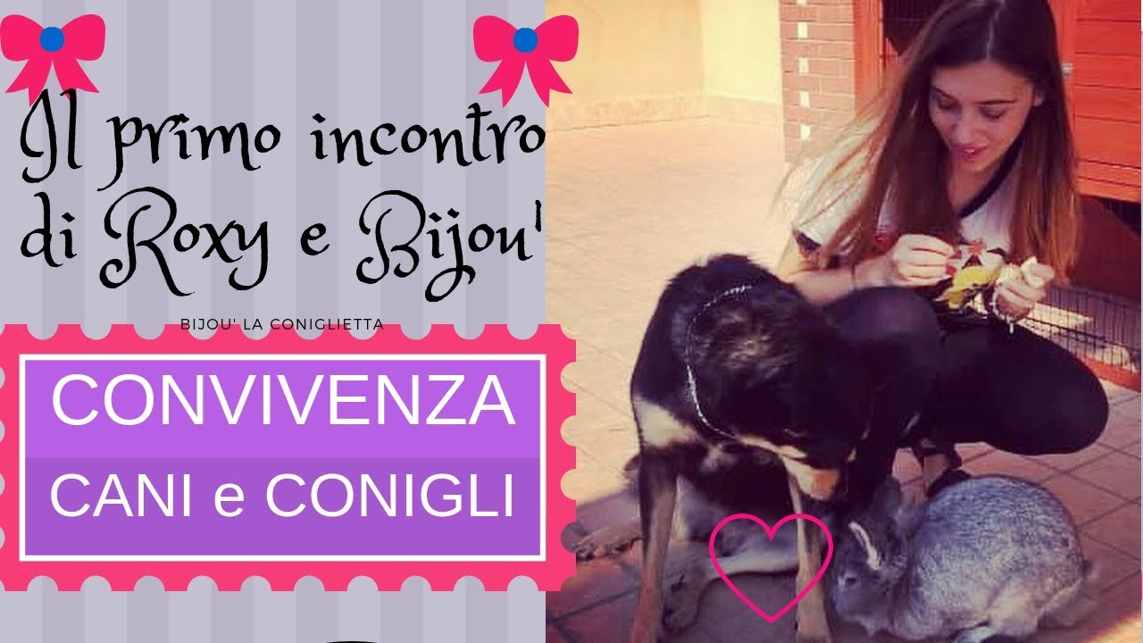 CANI e CONIGLI 💐 CONVIVENZA, INSERIMENTO: il primo incontro