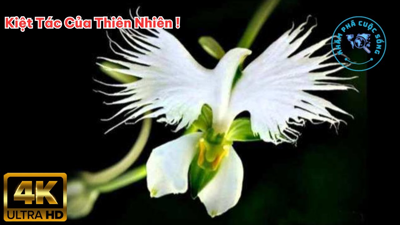 ⚠️ 20 Loài Hoa Đẹp Nhất Thế Giới Mà Bạn Không Tin Chúng Tồn Tại | Khám Phá Cuộc Sống